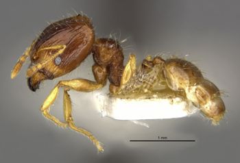 Media type: image;   Entomology 8699 Aspect: habitus lateral view
